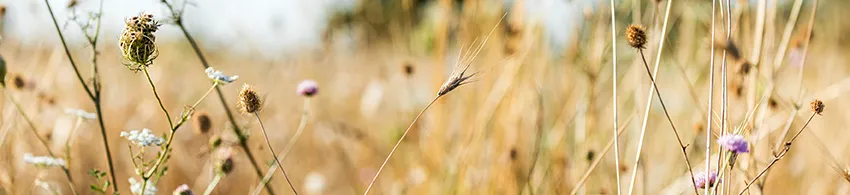 Glasnische_GM17_Kraeuterwiese.webp