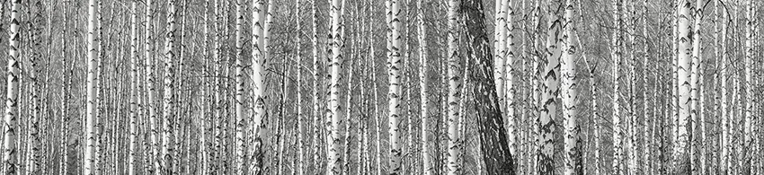 Glasnische_GM26_Birkenwald.webp